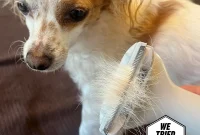 We Tested This Dog Grooming Vacuum on All Fur Types