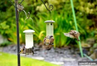 The Ethics Of Feeding Wild Birds