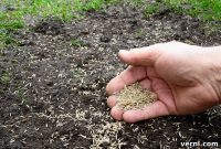 Why Winter Is the Perfect Time to Plant Grass Seed