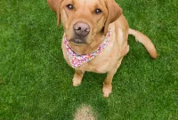 The Canine Chemistry That Kills Your Lawn