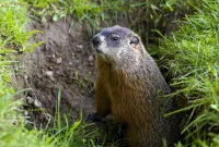 Compassionate Groundhog Removal Techniques