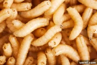 Your Guide to a Maggot-Free Home
