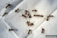 Banish Sugar Ants From Your Home For Good