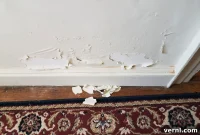 Banish Peeling Paint: A Pro’s Guide to Flawless Walls
