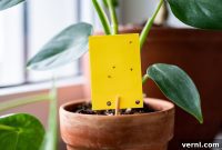 Banishing Houseplant Gnats for Good