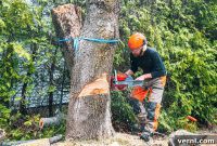 The Cost of Taking Down a Tree