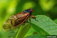 Safeguarding Your Greenery from Cicadas