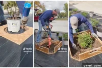Revamp Your Yard with This Clever TikTok Planting Trick