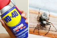 WD-40 vs Pests: An Expert’s Take on Spiders and Ants