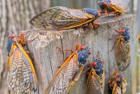 Natural Ways to Keep Cicadas from Your Home