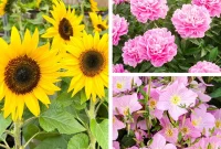 Annuals Perennials Biennials Understanding Plant Lifespans
