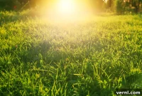 8 Heatwave Hacks to Save Your Lawn