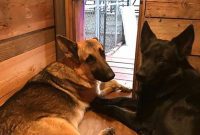 Build a Dream Home for Your Dog