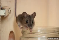 Banish Mice Permanently