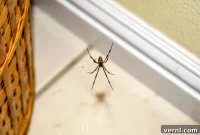 Why Your House Is a Spider Magnet