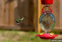 Ant-Proof Your Hummingbird Feeder