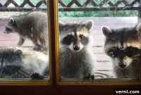 Washington Woman Fed Raccoons for 35 Years, Now She’s Filled With Regret