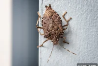 Don’t Let Stink Bugs Winter In Your House