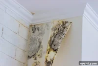 The Tell-Tale Scent: Is Mold Lurking in Your Home?