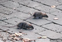 The Scuttling Truth: Is Your City Among America’s Most Rat-Infested?