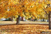 Raking Dilemma: Leaf Management Strategies