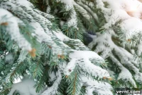 Spraying Snow on a Pre-Lit Christmas Tree: Safe or Sorry?