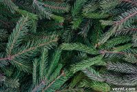Nurturing Pines: Weed Management Without Damage