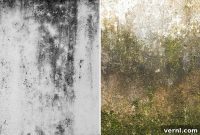 Mastering the Difference: Your Essential Guide to Mold vs. Mildew
