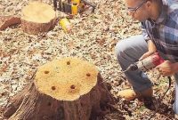 Stump Removal Made Simple