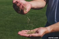 Stop Wasting Seed: How to Extend Grass Seed Life