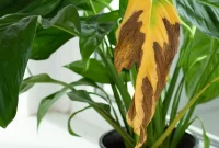 High Humidity Harms Your Houseplants