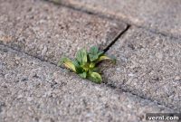 Salt as a Weed Killer The Real Story