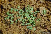 Understanding and Eliminating Spurge Weeds