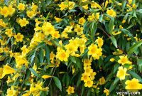 Beware This Native Vine Harms Pets