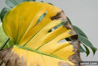 Monstera Maladies: Identifying Signs of an Unhealthy Plant