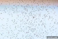 Gnat Gone: Eliminating Pests from Your Home