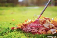 Here’s Why You Should Skip Raking Leaves This Fall