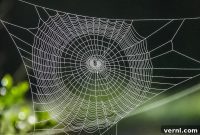 Spider Web Varieties and When to Be Concerned