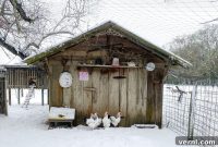 Winter Proofing Your Chicken Coop: Keep Your Flock Toasty All Season