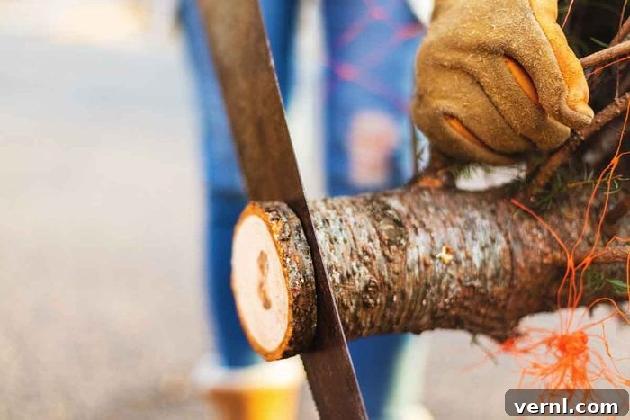 Extend Your Christmas Tree's Holiday Life 2 Trimming the Christmas tree trunk for better water absorption