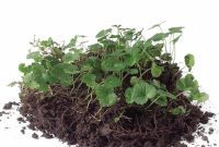 Garden Edging: The Simple Secret to a Stunning Landscape