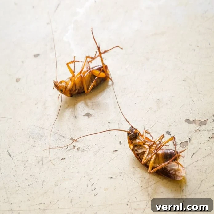 Banish Roaches: Strategies for a Pest-Free Home and Yard 3 Comprehensive Guide: How to Get Rid of Cockroaches