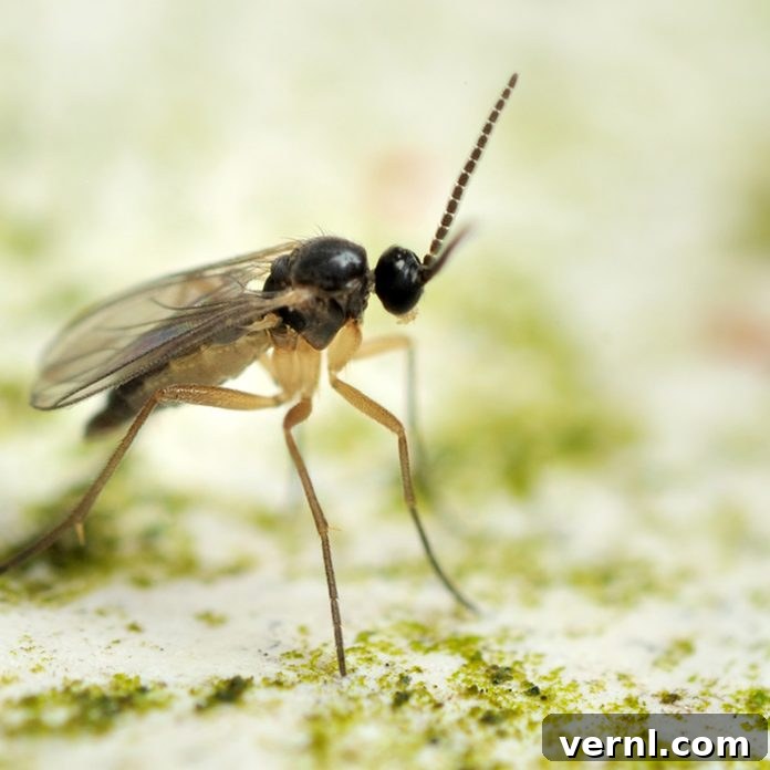 gnat