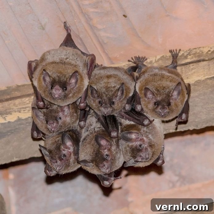 bats