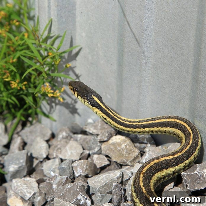 Snake-Proof Your Property 2 A black and yellow snake, illustrating methods to keep snakes away from homes and yards.