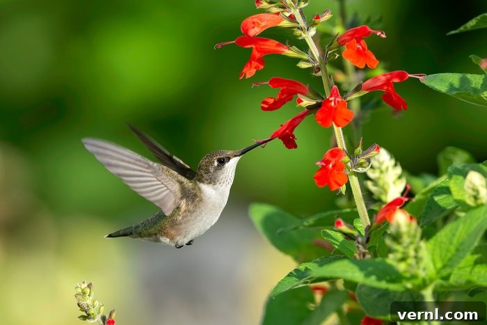 Hummingbird Heaven Essential Plants for Your Backyard 2 Close Up Of Hummingannas Hummingbird Perching On Cardinal Flower Plant