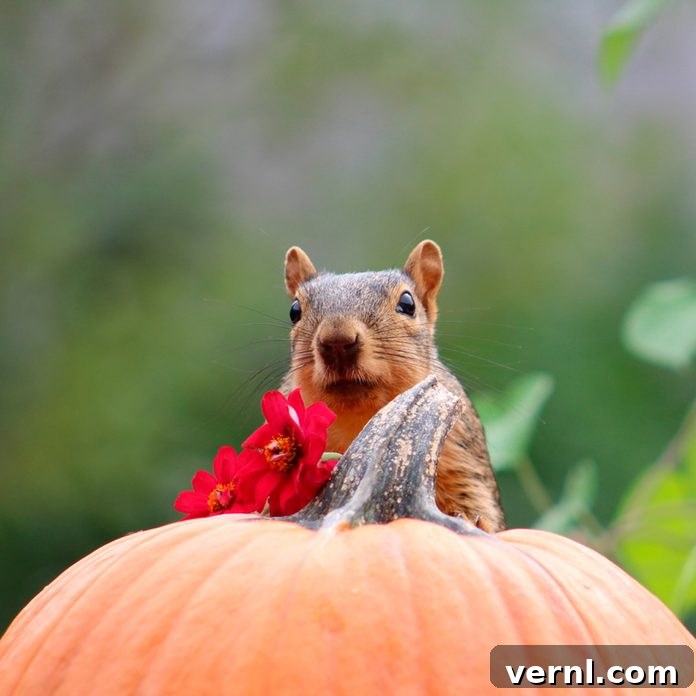 Protect Your Porch Pumpkins from Squirrels 2 squirrel eating pumpkin
