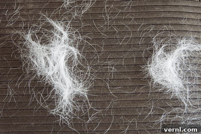 Protect Your Porch Pumpkins from Squirrels 5 Close Up Dog Or Cat Hair On Black Sofa Furniture.