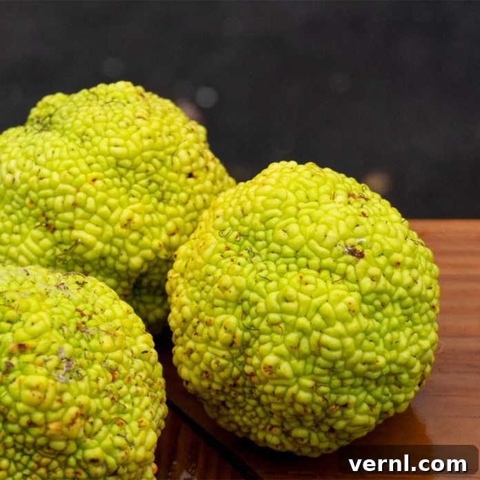Are Hedge Apples the Secret to a Spider-Free Home? 3 hedge apples