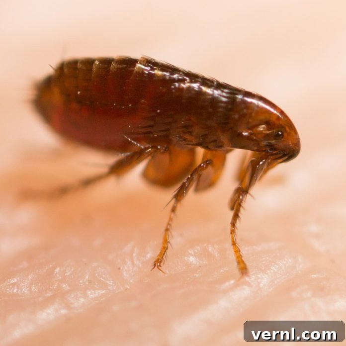 Flea on a surface